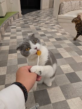 猫カフェモカ イオンモール神戸北店に投稿された画像（2025/11/13）