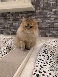 猫カフェモカ イオンモール神戸北店に投稿された画像（2025/11/13）