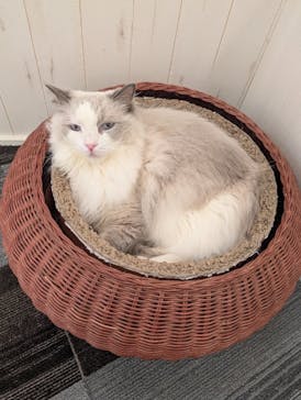 猫カフェモカ イオンモール神戸北店に投稿された画像（2025/11/13）