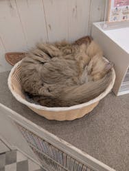 猫カフェモカ イオンモール神戸北店に投稿された画像（2025/11/13）