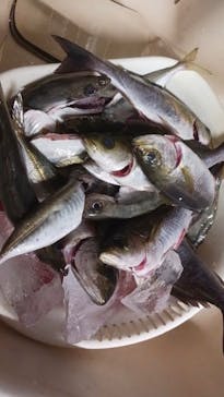 With Ocean（ウィズオーシャン）に投稿された画像（2025/11/13）