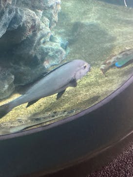 アクアワールド茨城県大洗水族館に投稿された画像（2025/11/13）