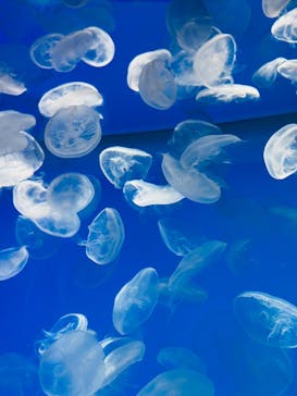 アクアワールド茨城県大洗水族館に投稿された画像（2025/11/13）