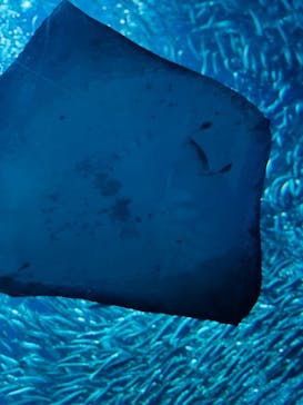 アクアワールド茨城県大洗水族館に投稿された画像（2025/11/13）