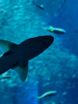 アクアワールド茨城県大洗水族館に投稿された画像（2025/11/13）