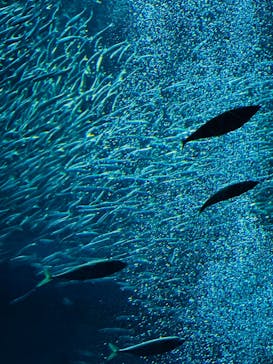 アクアワールド茨城県大洗水族館に投稿された画像（2025/11/13）