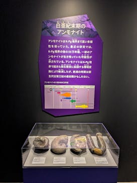 特別展「大絶滅展―生命史のビッグファイブ」に投稿された画像（2025/11/13）