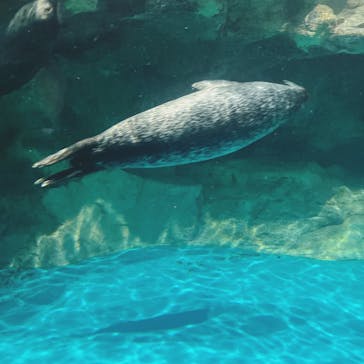 アクアワールド茨城県大洗水族館に投稿された画像（2025/11/13）