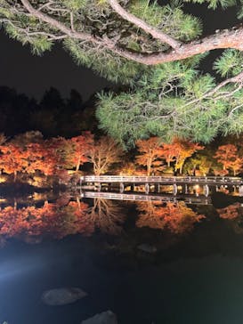 国営昭和記念公園 秋の夜散歩に投稿された画像（2025/11/13）