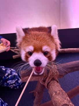 横浜・八景島シーパラダイスに投稿された画像（2025/11/13）