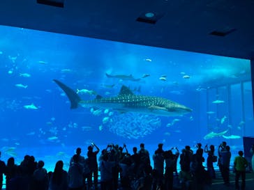 沖縄美ら海水族館に投稿された画像（2025/11/13）