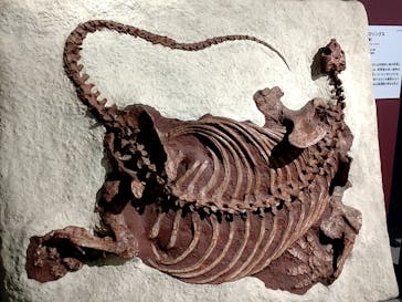 特別展「大絶滅展―生命史のビッグファイブ」に投稿された画像（2025/11/13）