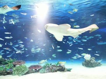 サンシャイン水族館に投稿された画像（2025/11/13）