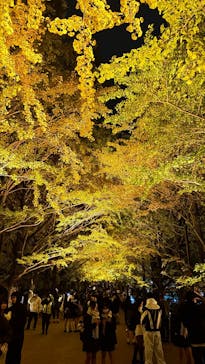 国営昭和記念公園 秋の夜散歩に投稿された画像（2025/11/14）