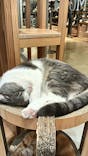 Cat Café MOFF 仙台PARCO店に投稿された画像（2025/11/14）