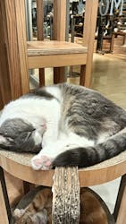 Cat Café MOFF 仙台PARCO店に投稿された画像（2025/11/14）