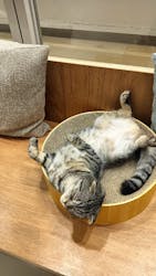 Cat Café MOFF 仙台PARCO店に投稿された画像（2025/11/14）
