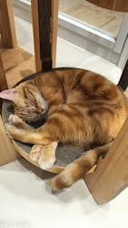 Cat Café MOFF 仙台PARCO店に投稿された画像（2025/11/14）