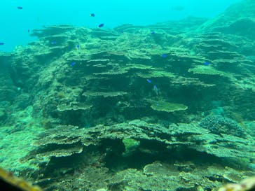 串本海中公園水族館に投稿された画像（2025/11/14）
