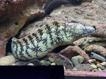 串本海中公園水族館に投稿された画像（2025/11/14）