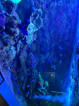 串本海中公園水族館に投稿された画像（2025/11/14）