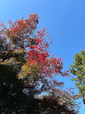 新宿御苑に投稿された画像（2025/11/14）