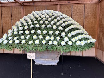 新宿御苑に投稿された画像（2025/11/14）