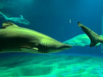 アクアワールド茨城県大洗水族館に投稿された画像（2025/11/14）