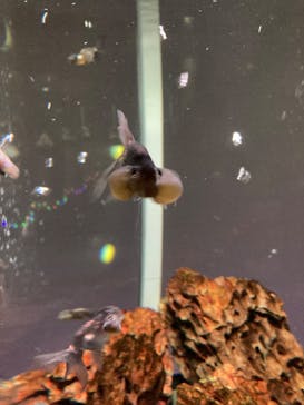 NARA KINGYO MUSEUMに投稿された画像（2025/11/14）