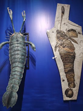 特別展「大絶滅展―生命史のビッグファイブ」に投稿された画像（2025/11/14）