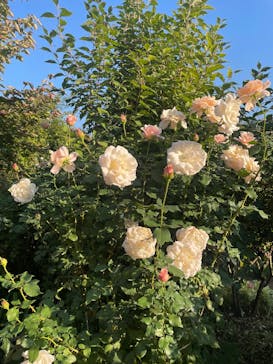 横浜イングリッシュガーデンに投稿された画像（2025/11/14）