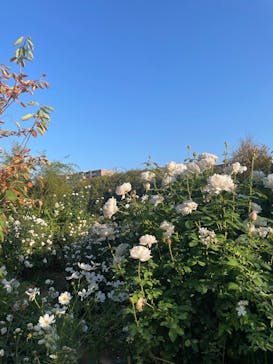 横浜イングリッシュガーデンに投稿された画像（2025/11/14）