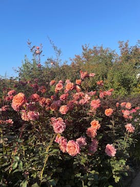 横浜イングリッシュガーデンに投稿された画像（2025/11/14）