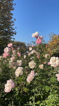 横浜イングリッシュガーデンに投稿された画像（2025/11/14）