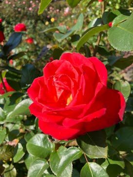 京成バラ園に投稿された画像（2025/11/14）