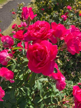 京成バラ園に投稿された画像（2025/11/14）