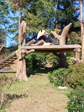 恩賜上野動物園に投稿された画像（2025/11/14）