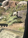 恩賜上野動物園に投稿された画像（2025/11/14）