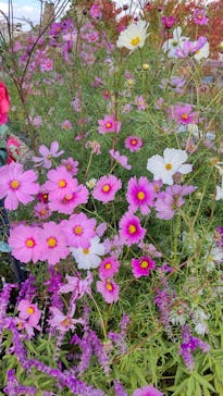 ひらかたパークに投稿された画像（2025/11/14）