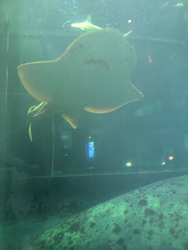 葛西臨海水族園に投稿された画像（2025/11/14）
