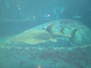 葛西臨海水族園に投稿された画像（2025/11/14）