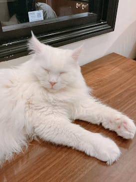 猫カフェモカ　池袋東口店に投稿された画像（2025/11/14）