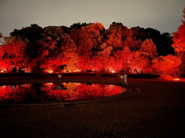 京都府立植物園　LIGHT CYCLES KYOTOに投稿された画像（2025/11/14）