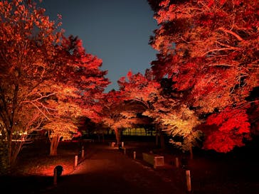 NAKED meets 二条城 2025 観月に投稿された画像（2025/11/14）