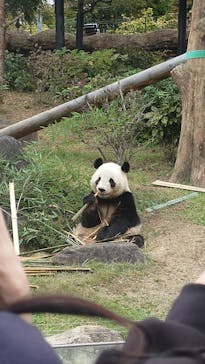 恩賜上野動物園に投稿された画像（2025/11/14）