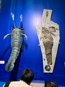 特別展「大絶滅展―生命史のビッグファイブ」に投稿された画像（2025/11/14）