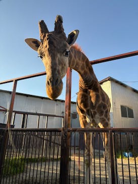 那須サファリパークに投稿された画像（2025/11/14）