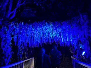 ニジゲンノモリに投稿された画像（2025/11/14）