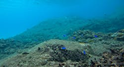 エバーブルー屋久島に投稿された画像（2025/11/14）