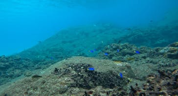 エバーブルー屋久島に投稿された画像（2025/11/14）